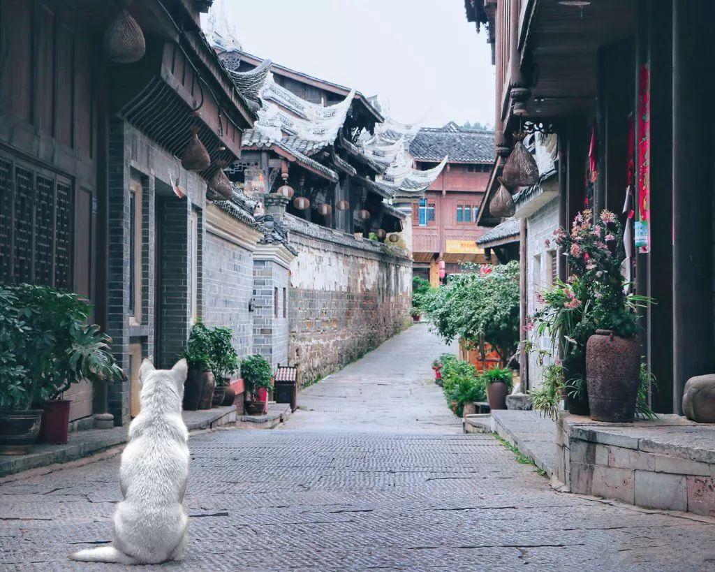 呆萌动物对对碰
